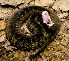 cottonmouth