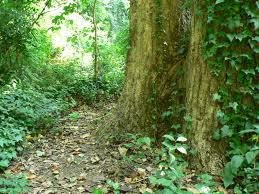 woods