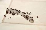 ants