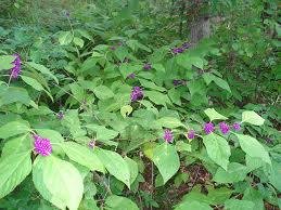 beautyberry1