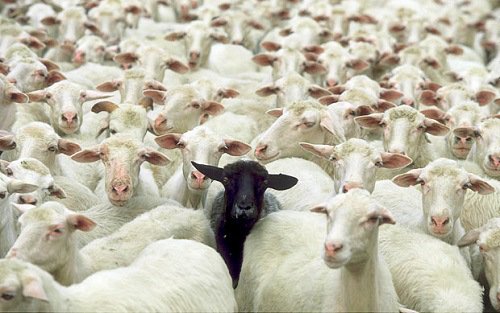 sheeple